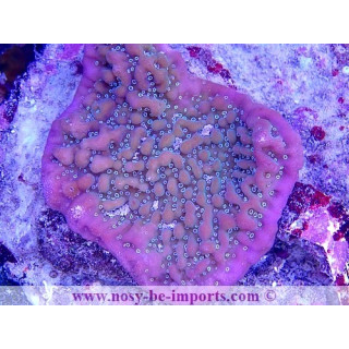 Montipora undata WYSIWYG 30072022-7