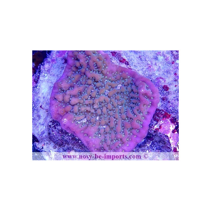 Montipora undata WYSIWYG 30072022-7