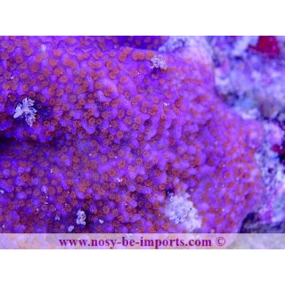 Montipora sp. WYSIWYG 30072022-8