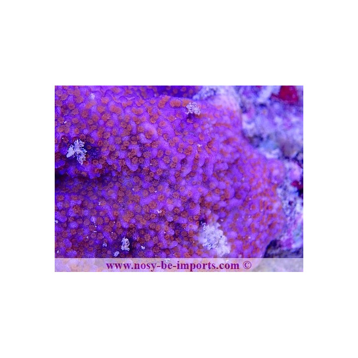 Montipora sp. WYSIWYG 30072022-8