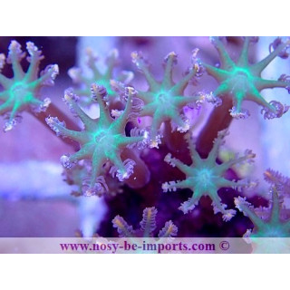 Cornularia sp. WYSIWYG 30072022-9