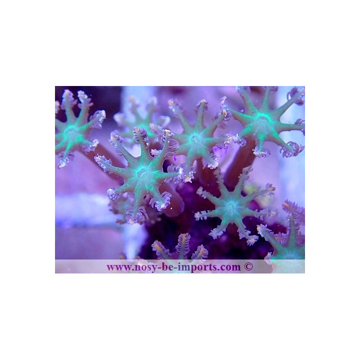 Cornularia sp. WYSIWYG 30072022-9