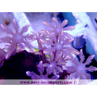 Cornularia sp. WYSIWYG 30072022-10