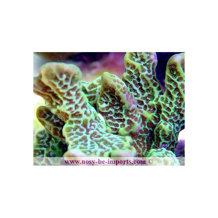 Montipora confusa WYSIWYG 30072022-10