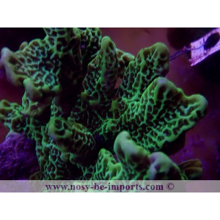 Montipora confusa WYSIWYG 30072022-10