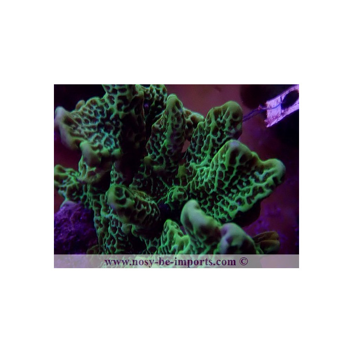 Montipora confusa WYSIWYG 30072022-10