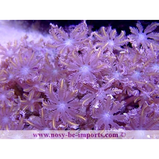 Cornularia sp. WYSIWYG 30072022-12