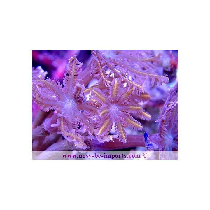 Cornularia sp. WYSIWYG 30072022-12