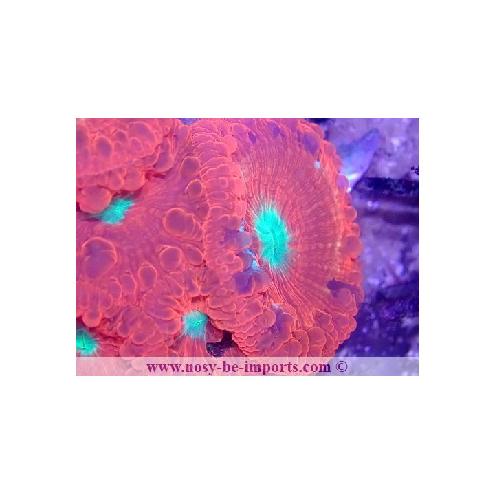 Blastomussa wellsi WYSIWYG 30072022-13