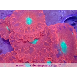 Blastomussa wellsi WYSIWYG 30072022-13