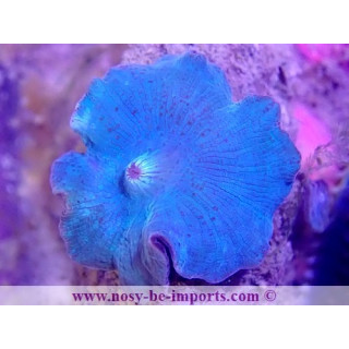 Discosoma sp. WYSIWYG 30072022-14
