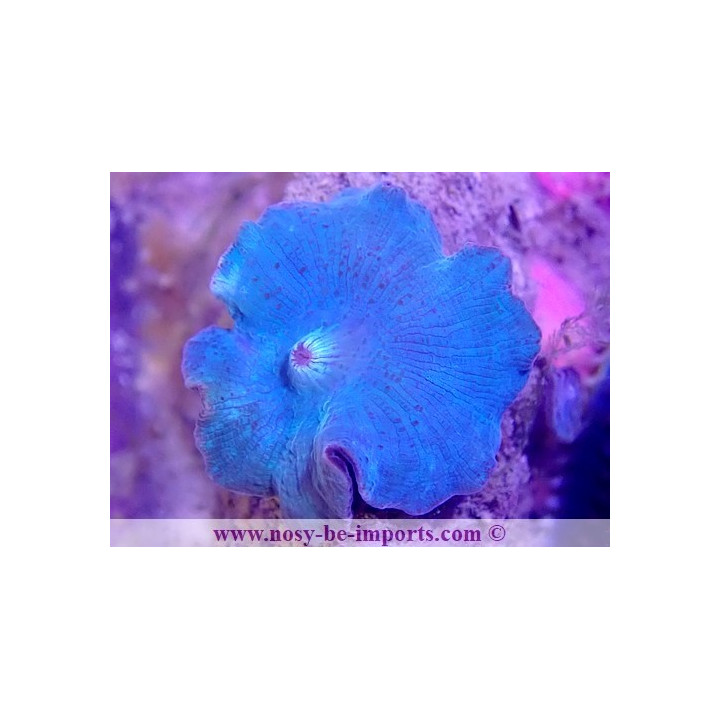 Discosoma sp. WYSIWYG 30072022-14