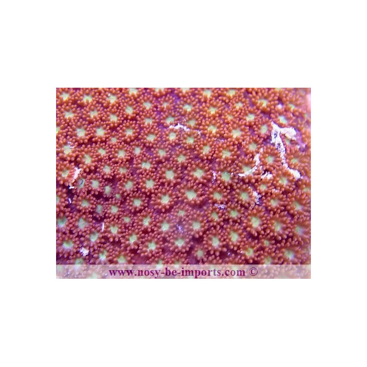 Bernardpora sp. WYSIWYG 30072022-15