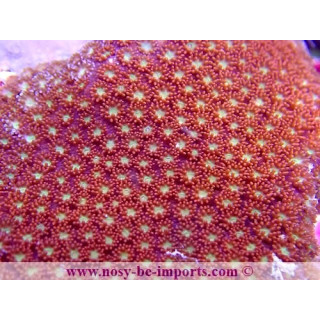 Bernardpora sp. WYSIWYG 30072022-15