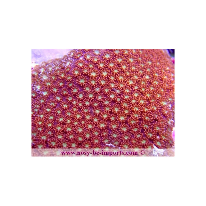 Bernardpora sp. WYSIWYG 30072022-15