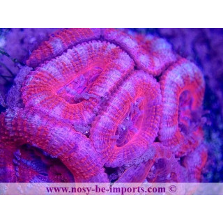 Acanthastrea Lordhowensis WYSIWYG 30072022-16