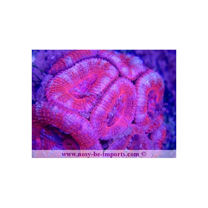 Acanthastrea Lordhowensis WYSIWYG 30072022-16