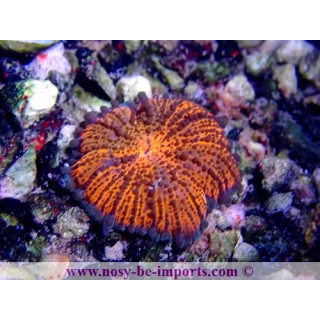 Epicystis crucifer WYSIWYG 30072022-17