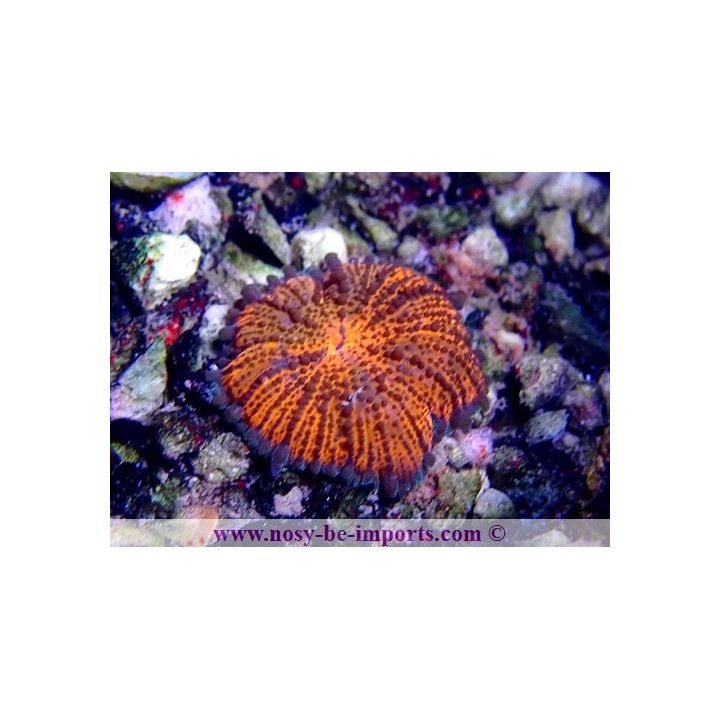Epicystis crucifer WYSIWYG 30072022-17