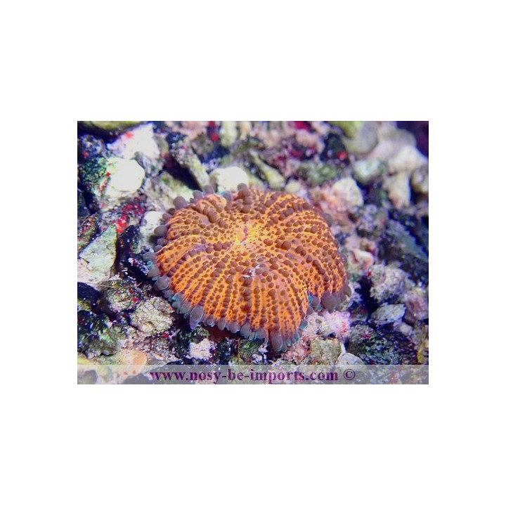 Epicystis crucifer WYSIWYG 30072022-17
