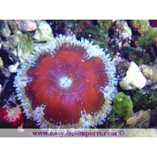 Epicystis crucifer WYSIWYG 30072022-18