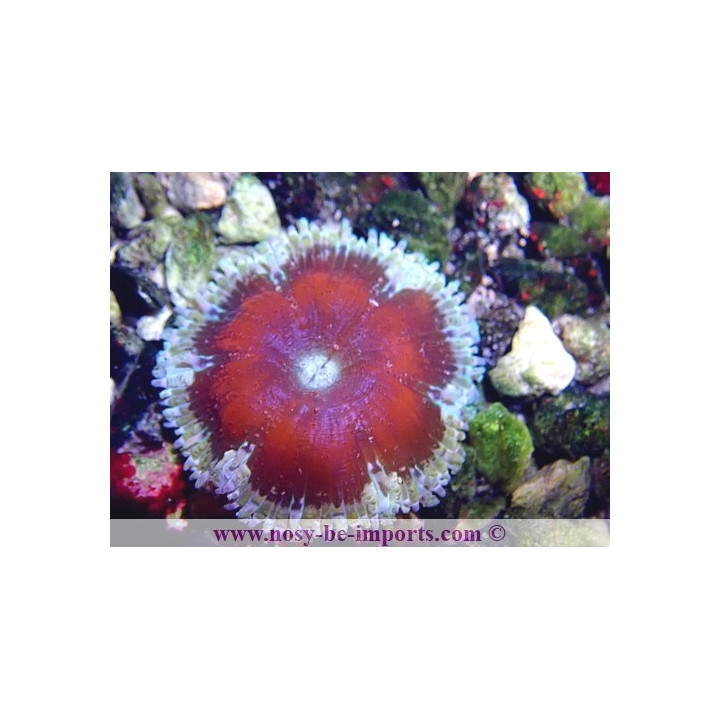Epicystis crucifer WYSIWYG 30072022-18