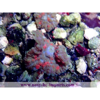 Rodactis sp. WYSIWYG 30072022-19