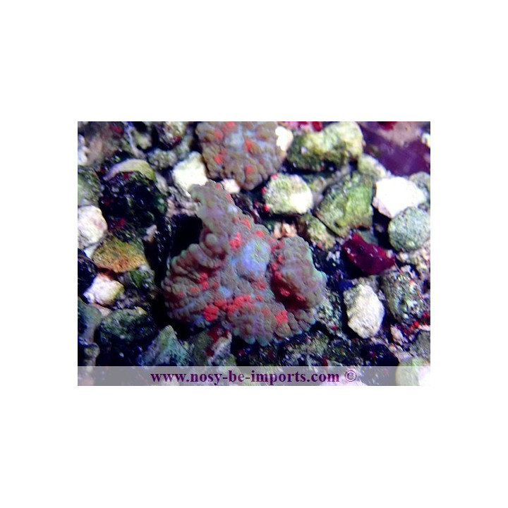 Rodactis sp. WYSIWYG 30072022-19