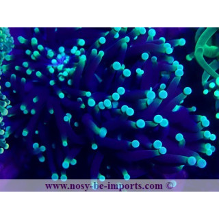 Euphyllia glabrescens WYSIWYG 30072022-20