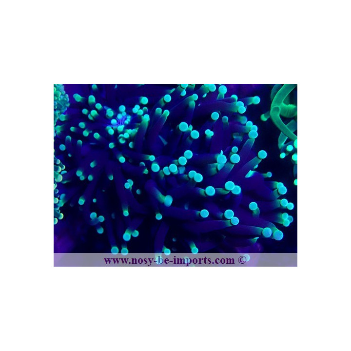 Euphyllia glabrescens WYSIWYG 30072022-20