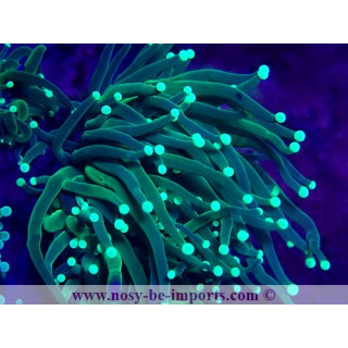 Euphyllia glabrescens WYSIWYG 30072022-21