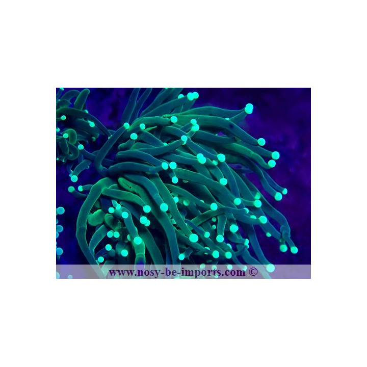 Euphyllia glabrescens WYSIWYG 30072022-21