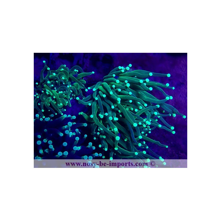 Euphyllia glabrescens WYSIWYG 30072022-21