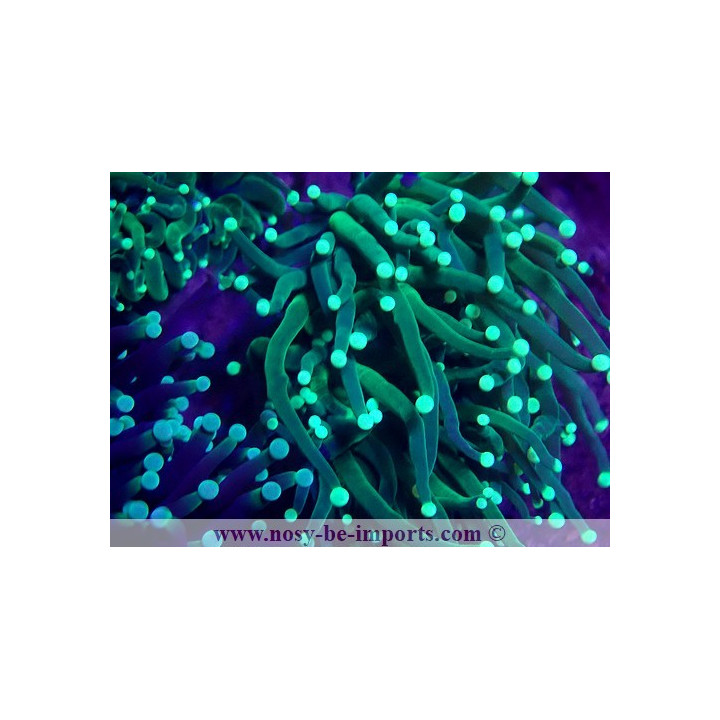 Euphyllia glabrescens WYSIWYG 30072022-21