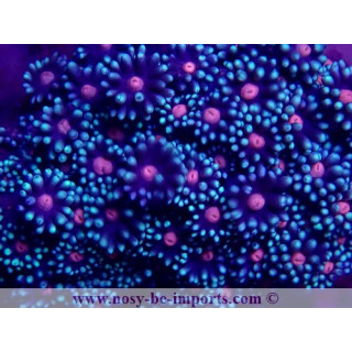 Goniopora sp. WYSIWYG 30072022-22