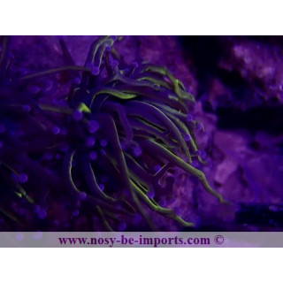 Euphyllia glabrescens WYSIWYG 30072022-23