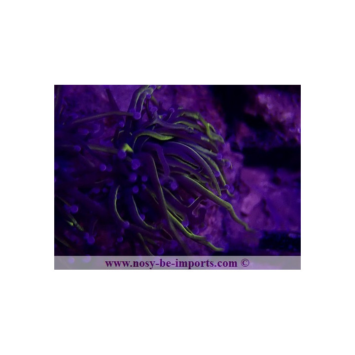 Euphyllia glabrescens WYSIWYG 30072022-23