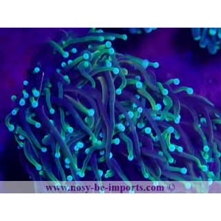Euphyllia glabrescens WYSIWYG 30072022-24