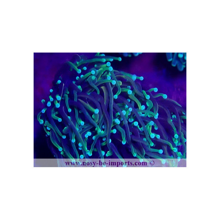 Euphyllia glabrescens WYSIWYG 30072022-24