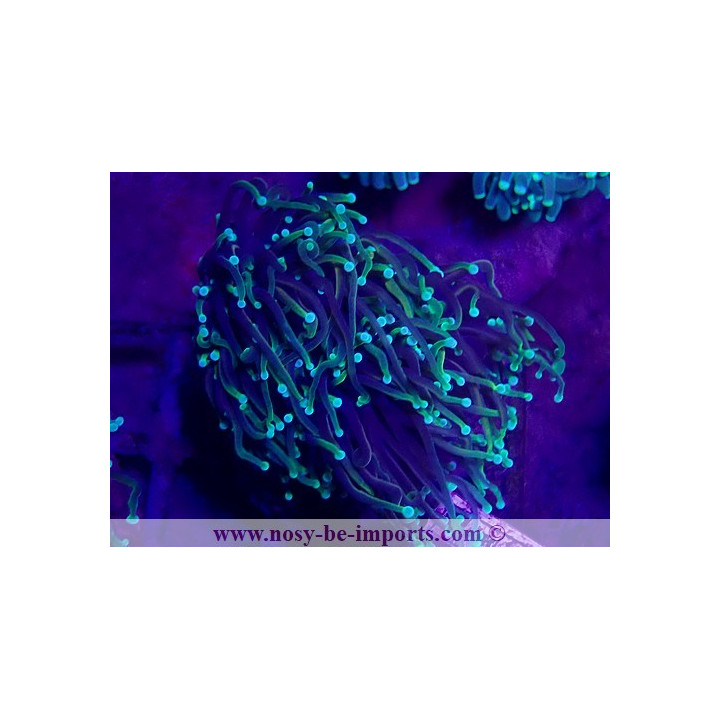 Euphyllia glabrescens WYSIWYG 30072022-24