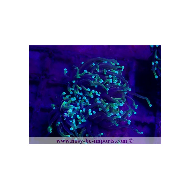Euphyllia glabrescens WYSIWYG 30072022-24