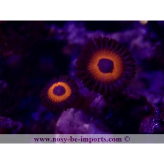Zoanthus sp. WYSIWYG 30072022-25