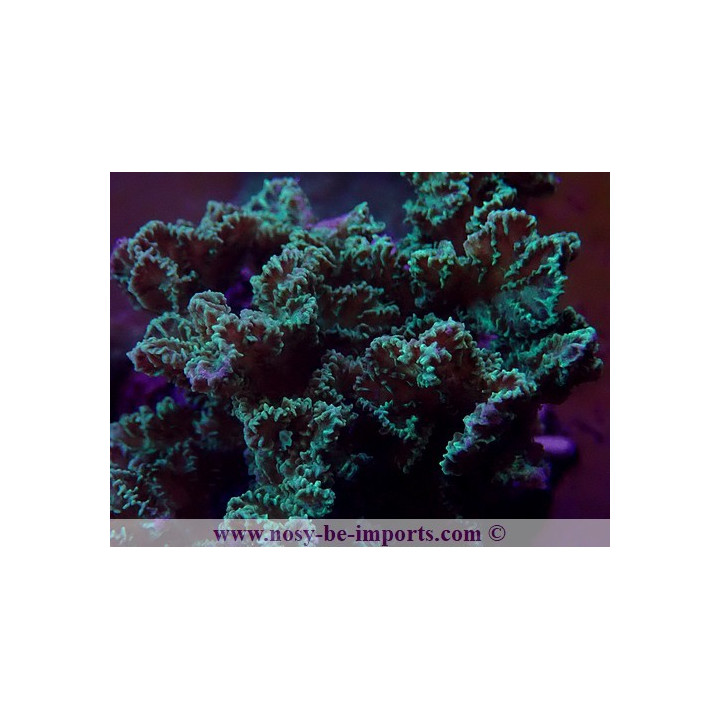 Merulina sp. WYSIWYG 30072022-26
