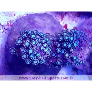 Alveopora sp. WYSIWYG 30072022-27