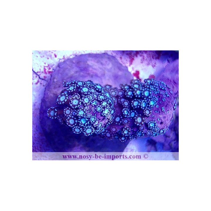 Alveopora sp. WYSIWYG 30072022-27