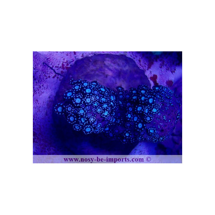 Alveopora sp. WYSIWYG 30072022-27