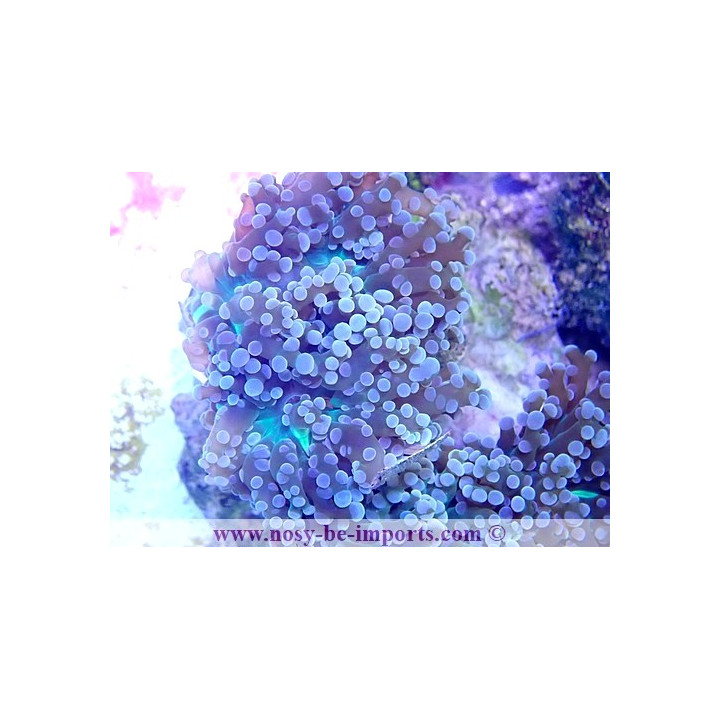 Euphyllia parayaeyamaensis WYSIWYG 30072022-28