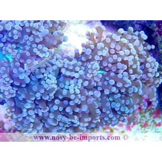 Euphyllia parayaeyamaensis WYSIWYG 30072022-28