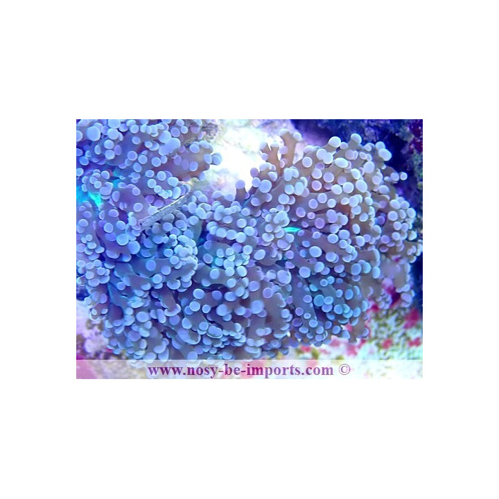 Euphyllia parayaeyamaensis WYSIWYG 30072022-28