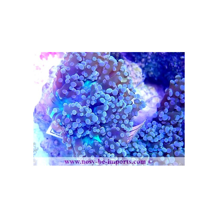 Euphyllia parayaeyamaensis WYSIWYG 30072022-28